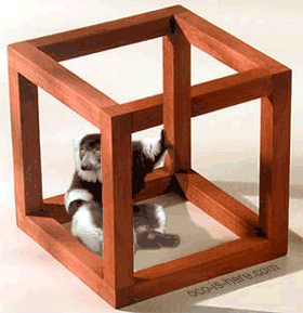 lemur_trap